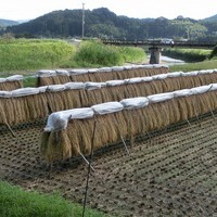 2016/10/10~11 大楠米稲刈りのサムネイル
