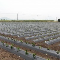 2012/05/12 開聞芋植えのサムネイル