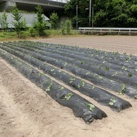 2017/06/10 未来児の芋植えのサムネイル