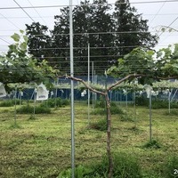 2019/07/12 川越市Ｋさんブドウ圃場に土壌改良のサムネイル