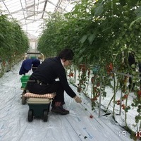 2019/10/21 深谷市Ｏさん農園にてトマト収穫体験のサムネイル