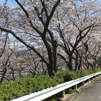 2019/04/01 仁風庵の桜のサムネイル