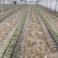 2020/09/12 深谷市O農場トマト定植のサムネイル