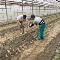 2020/09/12 深谷市O農場トマト定植のサムネイル